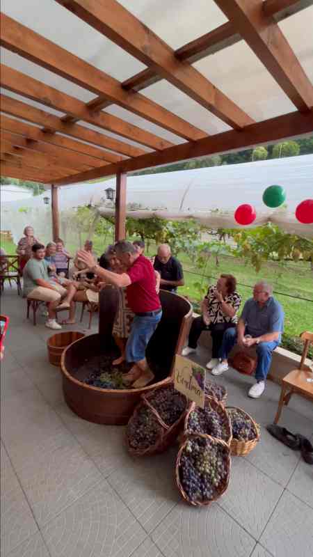 Pisa da uva na vinícola Giovanni Felippo em Arroio Trinta