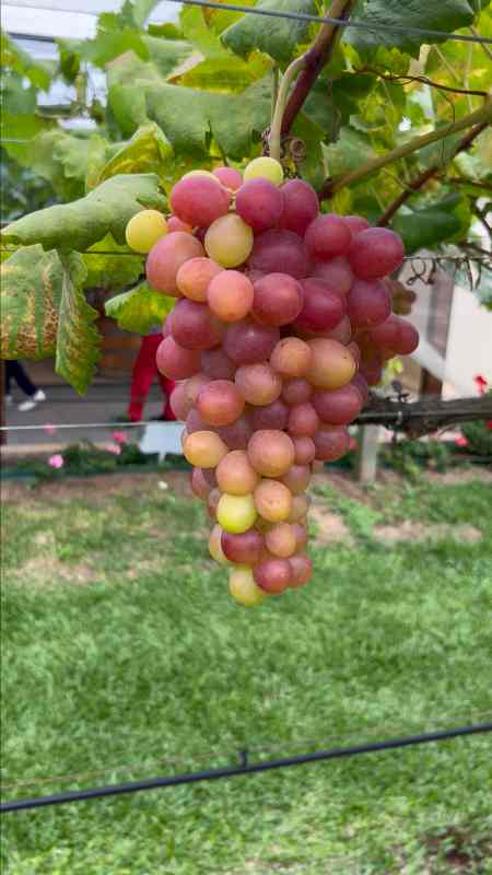 Vinícola Giovanni Felippo em Arroio Trinta